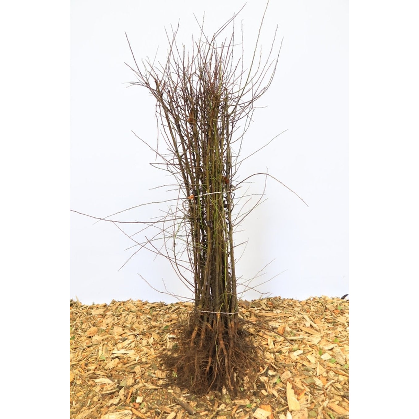 Päron – Pyrus communis - 50-80 CM bare root 1/1